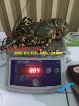 Top cửa hàng bán cân hải sản điện tử giá rẻ uy tín tại Phú Nhuận TP.HCM