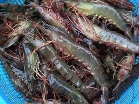 Top cửa hàng bán hải sản tươi sống sạch, uy tín tại Gò Vấp TP.HCM