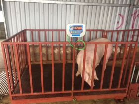 Top cửa hàng bán cân động vật uy tín tại Trà Vinh