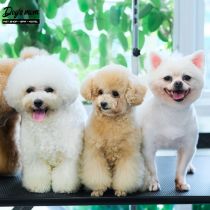 Top Spa dịch vụ chăm sóc thú cưng uy tín chuyên nghiệp tại Bình Chánh, TP.HCM