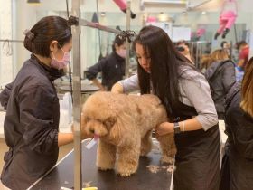 Top Spa dịch vụ chăm sóc thú cưng uy tín chuyên nghiệp tại Đống Đa, Hà Nội