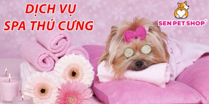Top Spa dịch vụ chăm sóc thú cưng uy tín chuyên nghiệp tại Hà Đông, Hà Nội