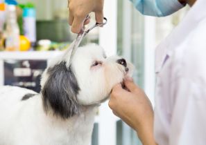 Top Spa dịch vụ chăm sóc thú cưng uy tín chuyên nghiệp tại Phú Xuyên, Hà Nội
