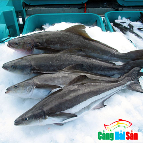 Top cửa hàng bán cá biển tươi sống tại Quận Tân Bình, TP.HCM