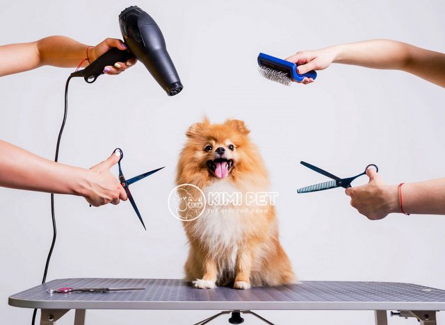 Spa chăm sóc thú cưng Pet Corner - Ba Đình, Hà Nội