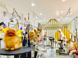 Spa chăm sóc thú cưng DORIS Grooming - Phú Nhuận, TP. HCM